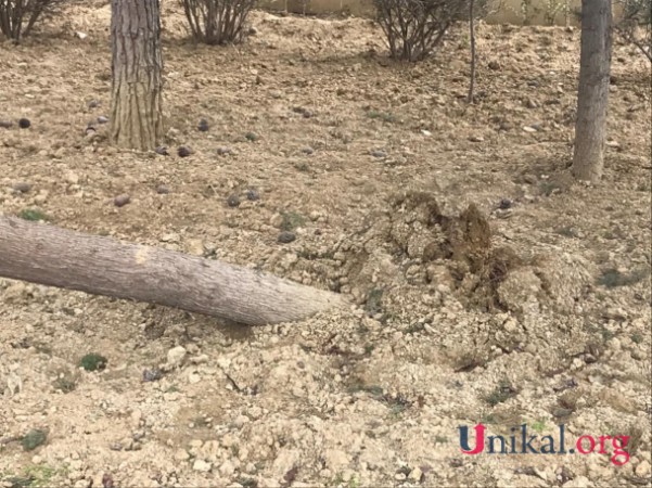 Külək ağacları aşırdı - FOTO